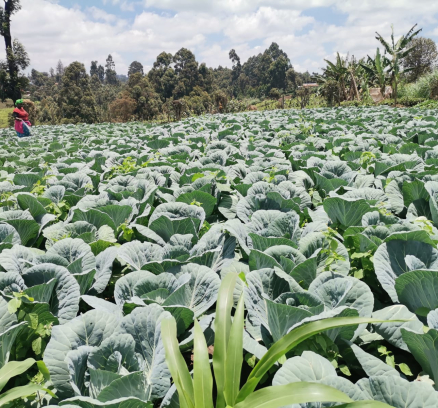 WhatsApp Image 2023-02-12 at 15.30.45