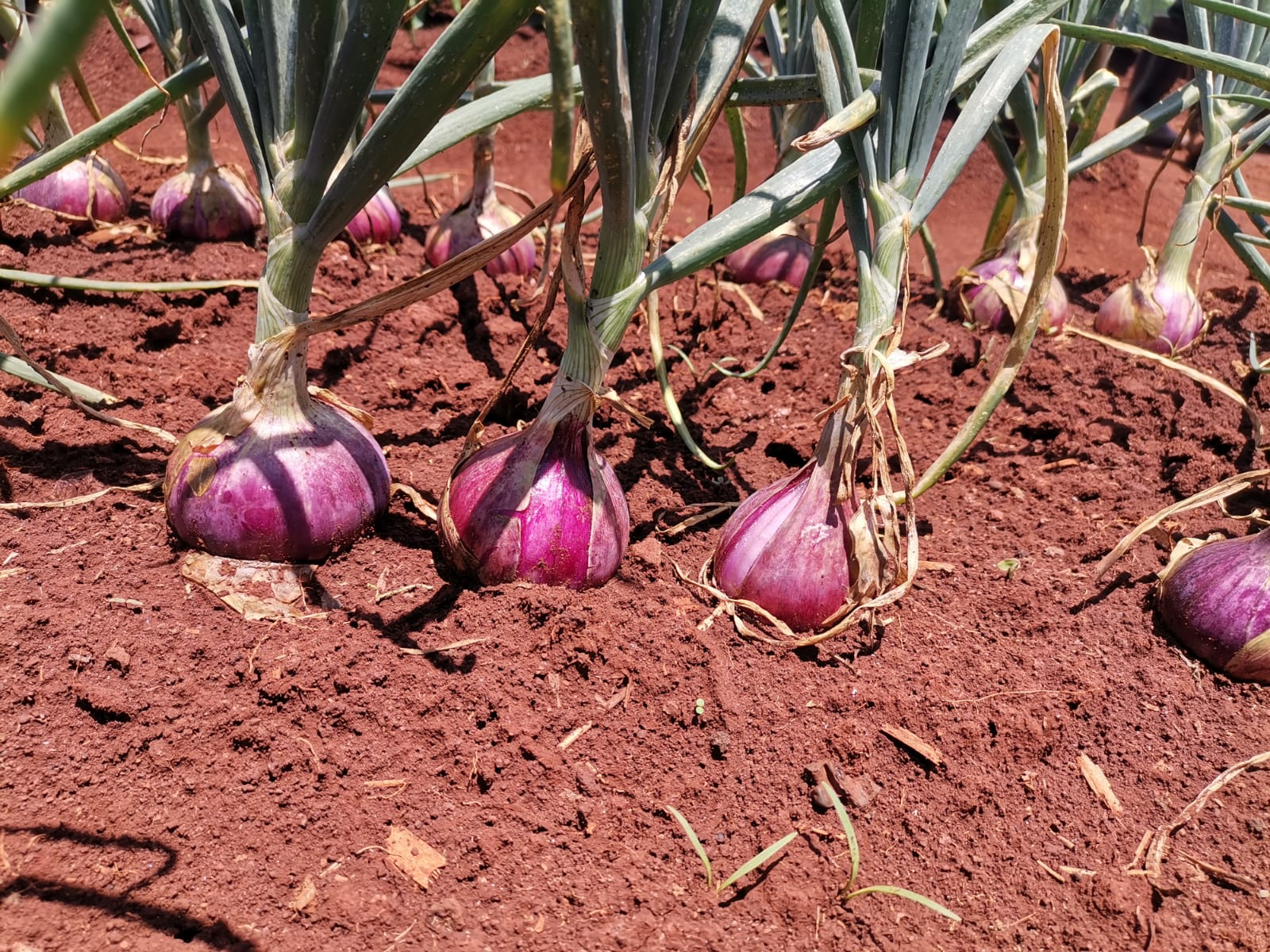 Sustainable Yields